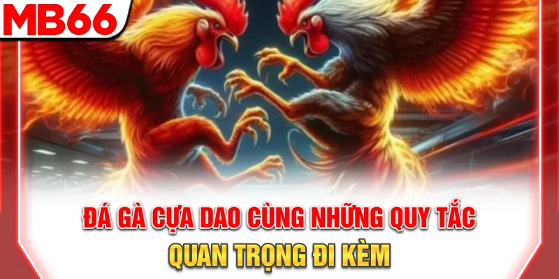Đá gà cựa dao cùng những quy tắc quan trọng đi kèm